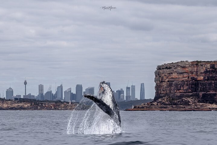 Whale Watching Boat Trip in Sydney