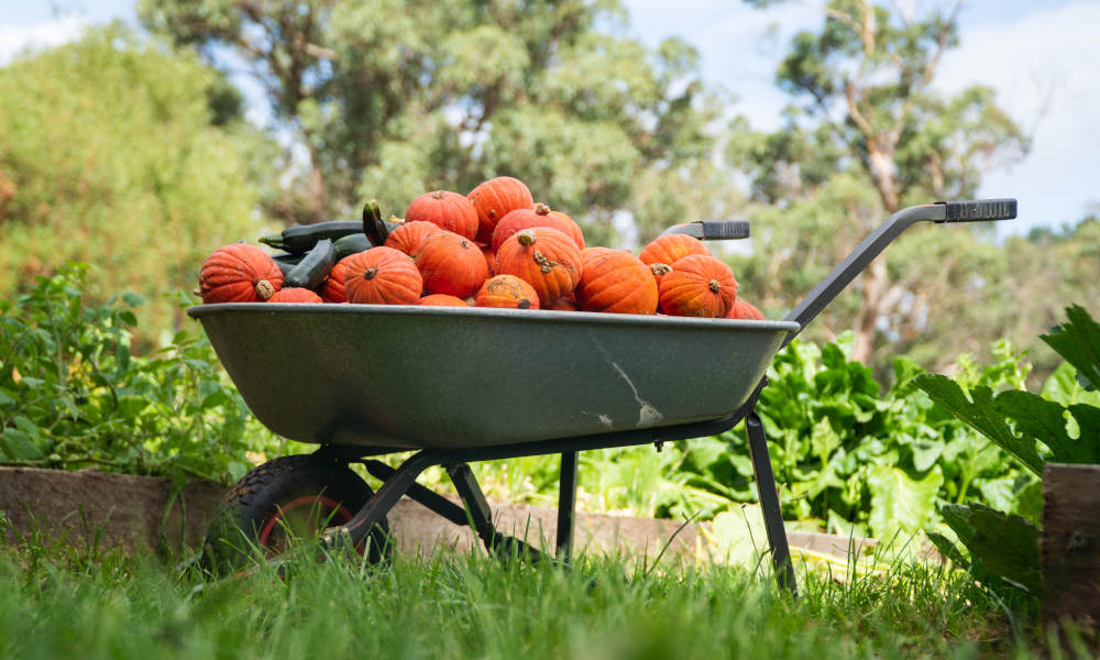 Farm Picnic for 4 People