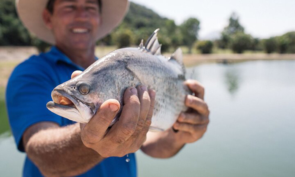 Hook A Barra Fishing and Farm Tour