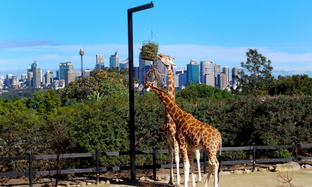 Taronga Zoo Sydney General Admission Tickets