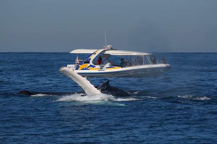 Whale Watching 2 hour Adventure cruise