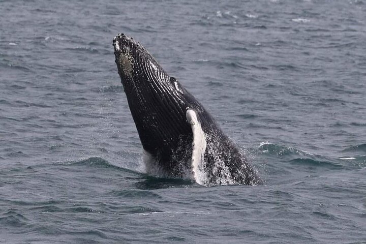 Whale Watching Cruise in New South Wales