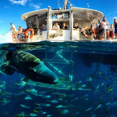 Whitsunday 6 hour Sail, Snorkel Sunset Tour - Coming soon