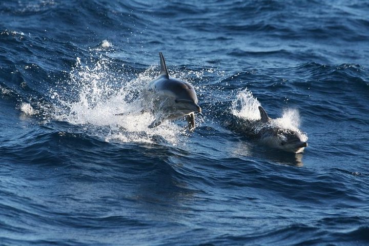 Port Stephens Day Trip with Dolphin Watch Cruise from Sydney