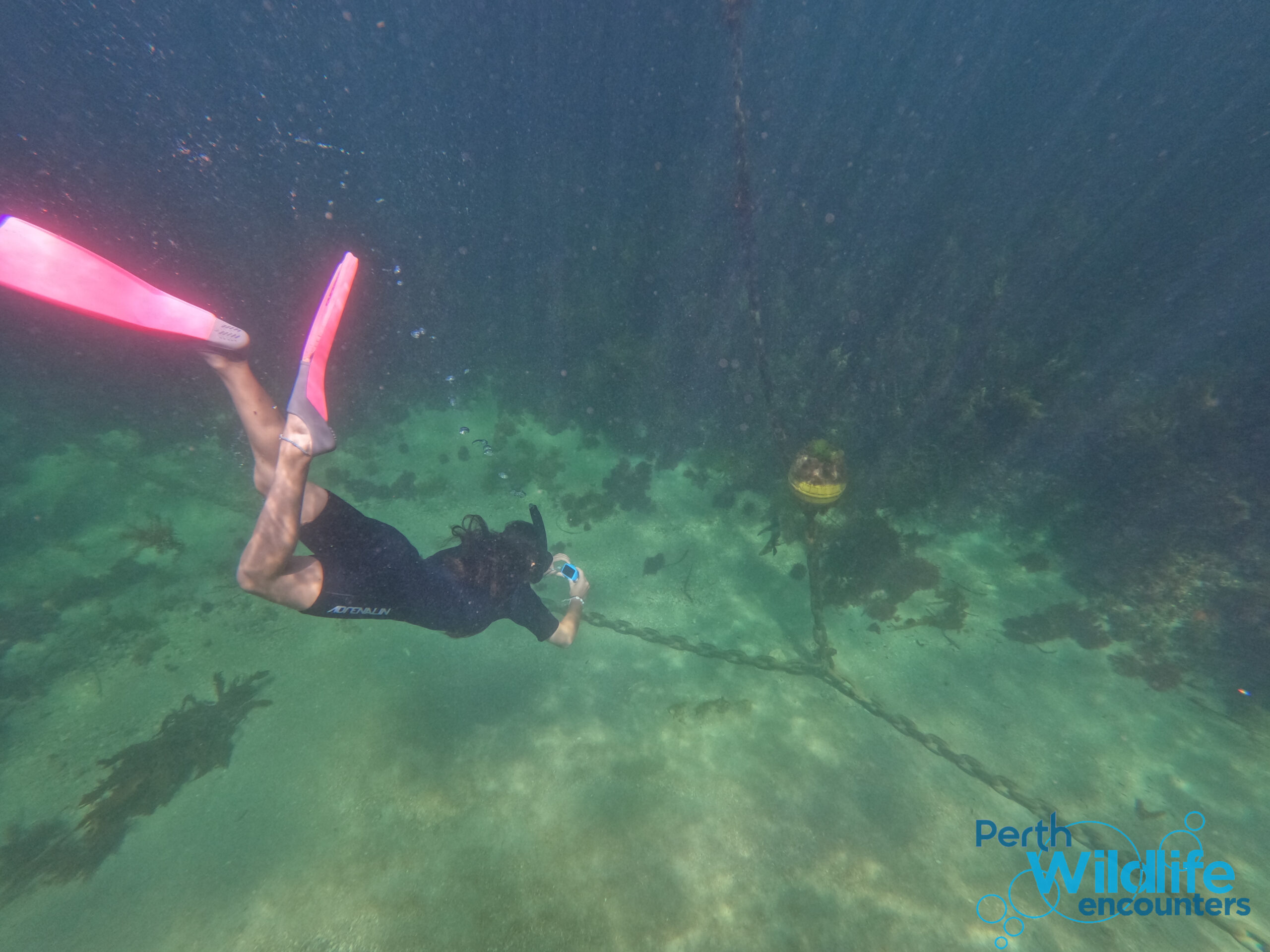 3 Island Wildlife Snorkel