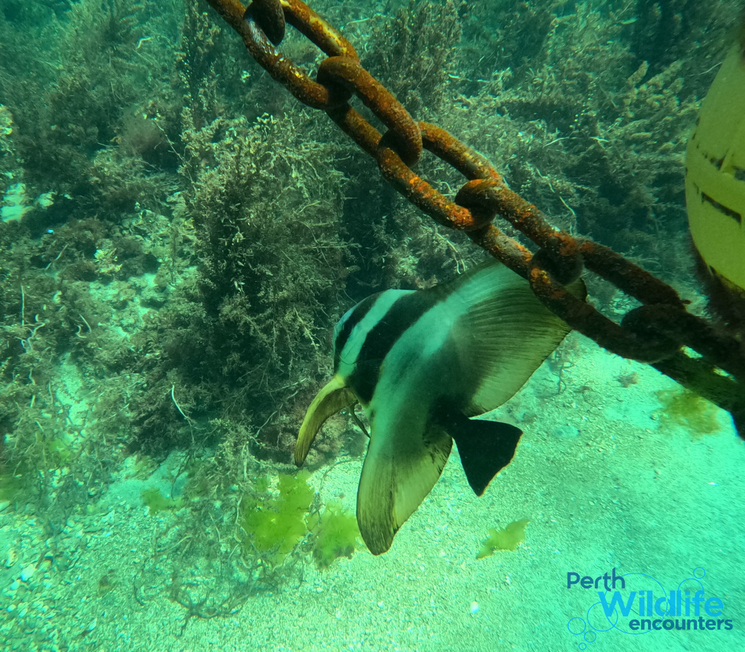 3 Island Wildlife Snorkel