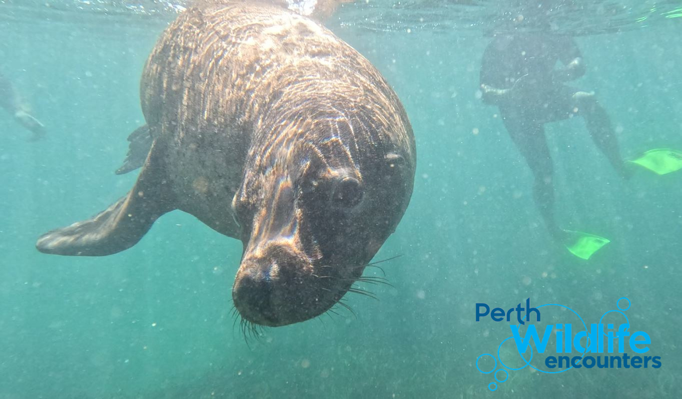 3 Island Wildlife Snorkel