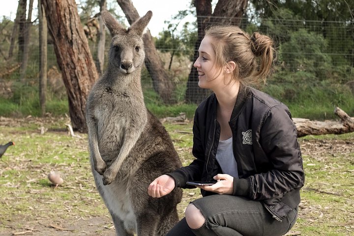 Yarra Valley Wine, Food and Wildlife Private Tour