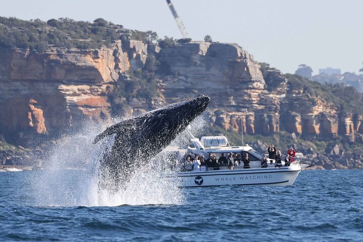 Whale Watching Boat Trip in Sydney