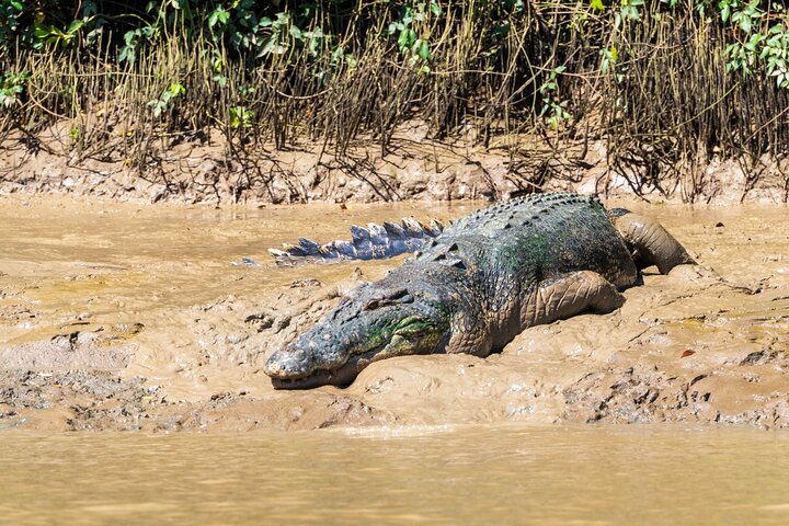 Jumping Crocodile Experience