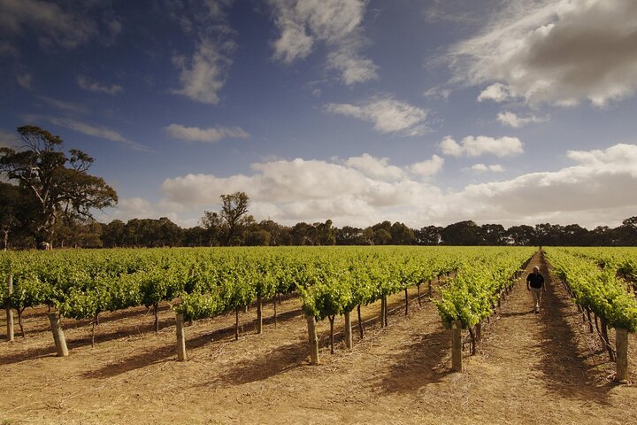 Surf and Vines - Fleurieu Peninsula All Day Adventure