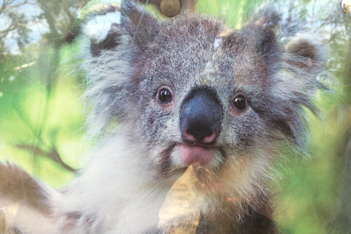 Yarra Valley Wine, Food and Wildlife Private Tour