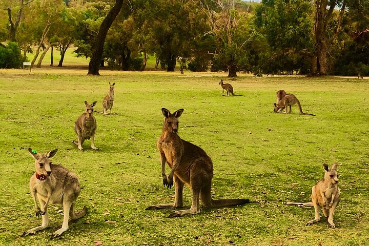 Yarra Valley Wine, Food and Wildlife Private Tour