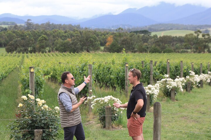 Yarra Valley Wine, Food and Wildlife Private Tour