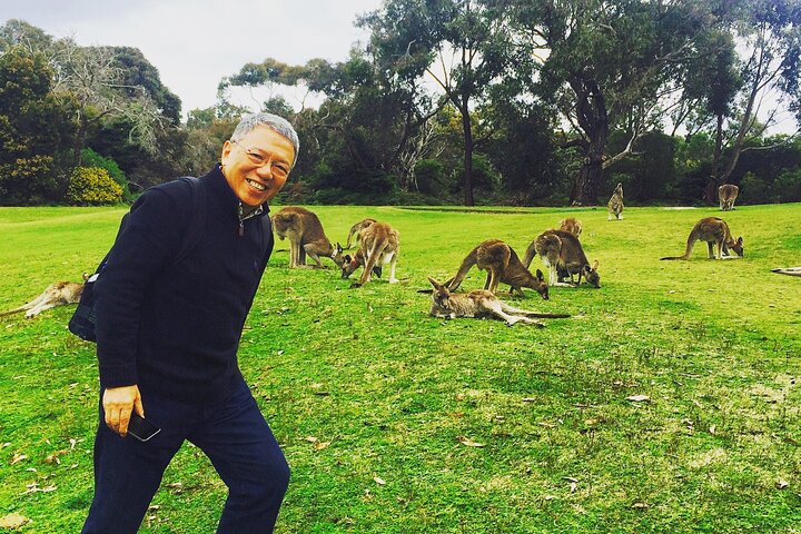 Yarra Valley Wine, Food and Wildlife Private Tour