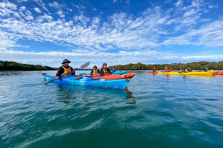 Adelaide Dolphin Sanctuary Mangroves Kayaking Tour