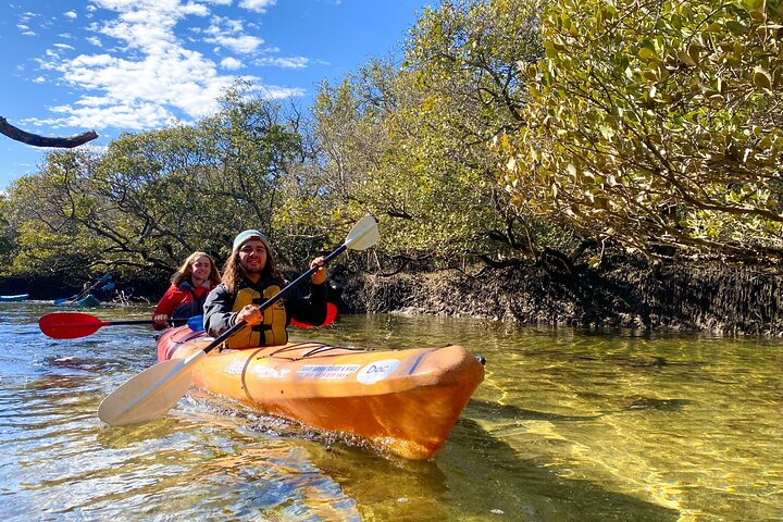 Adelaide Dolphin Sanctuary Mangroves Kayaking Tour
