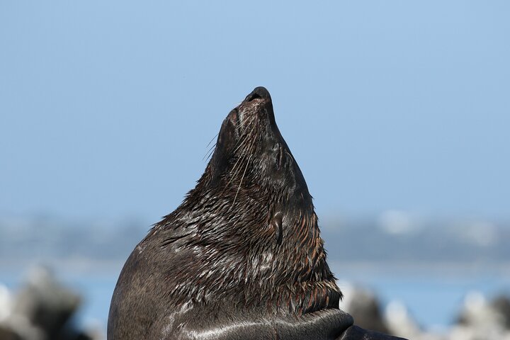 Seal and Dolphin Watching Eco Boat Cruise Mornington Peninsula