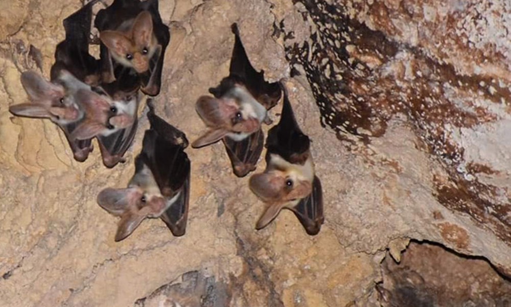 Cutta Cutta Caves Guided Walking Tour - 1 Hour