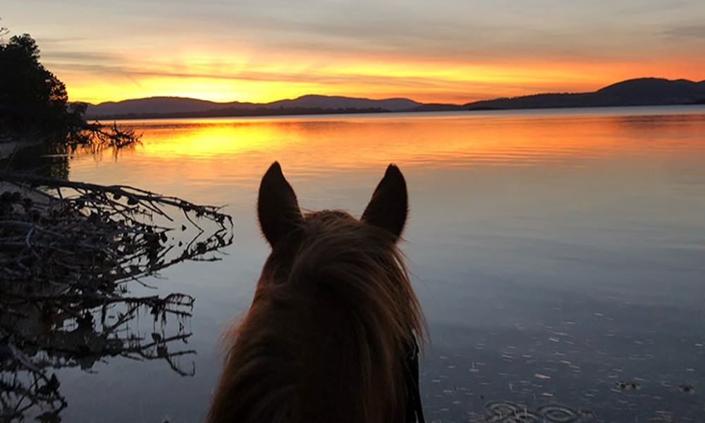 Beach Horse Ride on 7 Mile Beach - 60 Minutes