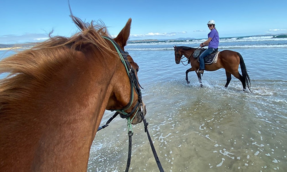 Beach Horse Ride on 7 Mile Beach - 60 Minutes