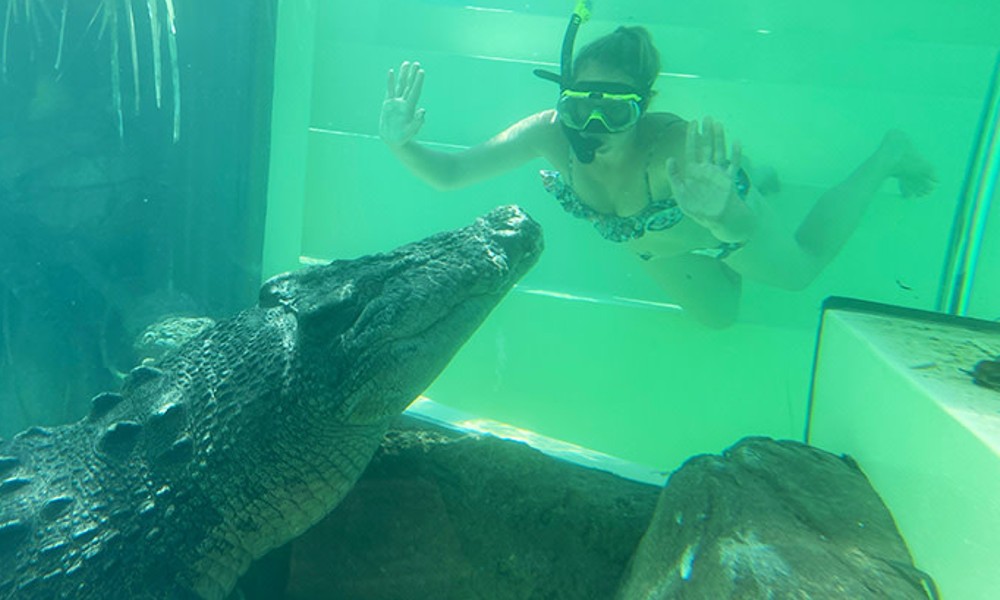 Swim with the Crocs Experience with Entry - 45 Minutes