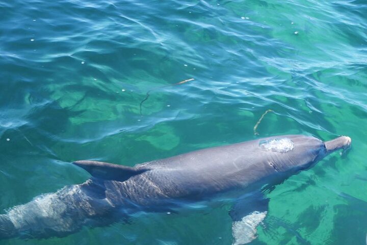 Shoalwater Islands Marine Park Cruise with Lunch