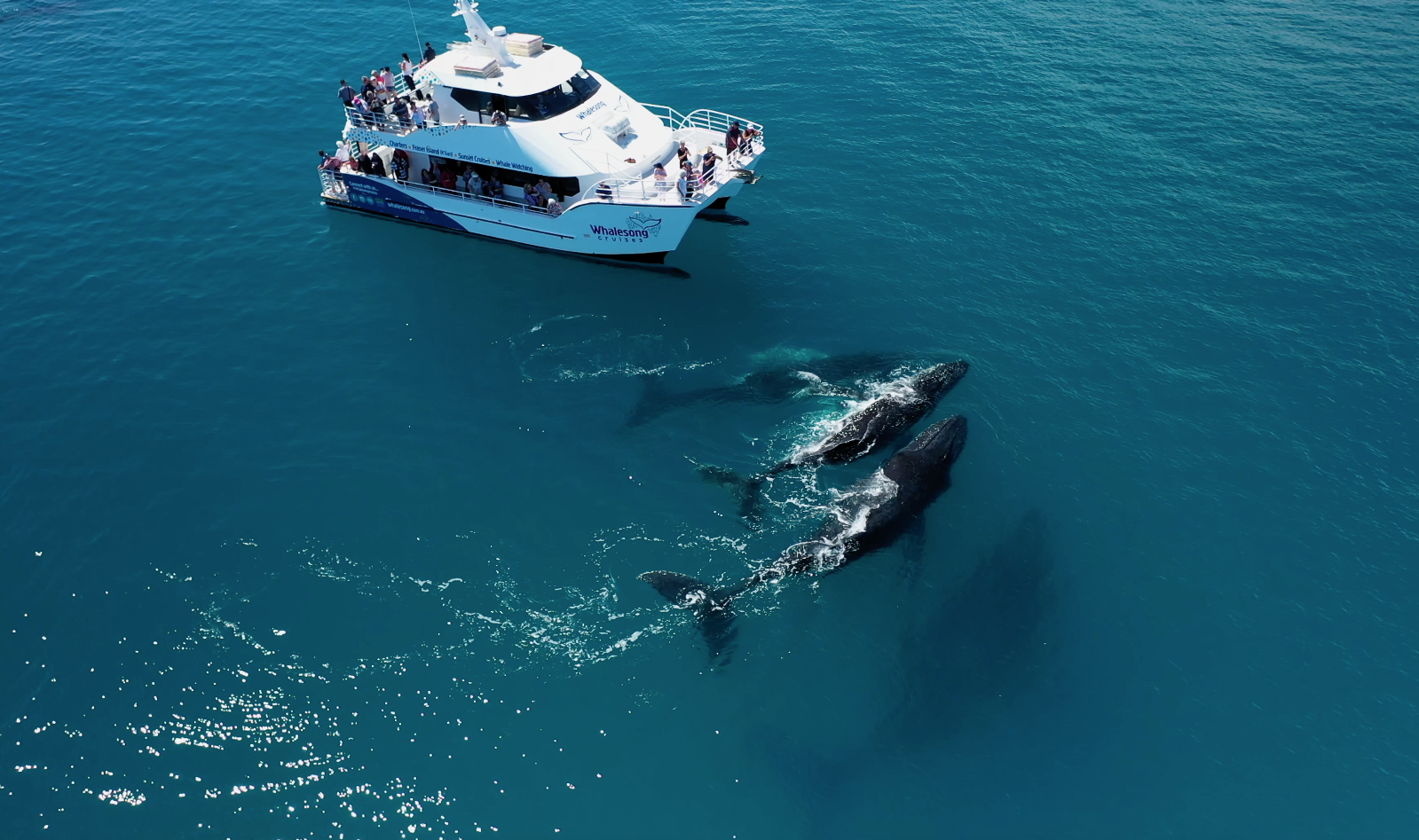 Whale Watch + K'gari Explorer Day Tour package