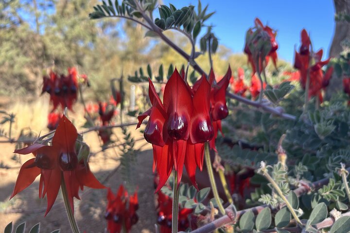 Ikara-Flinders Ranges Hiking Tour - 5 Days