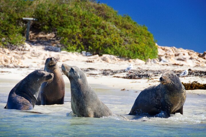 Shoalwater Islands Marine Park Cruise with Lunch