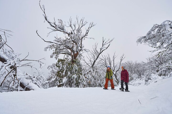 Full-Day Mount Buller Guided Tour