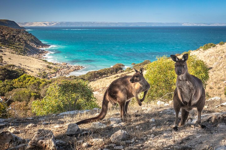 3-Day Guided Sea Dragon Kangaroo Island Experience