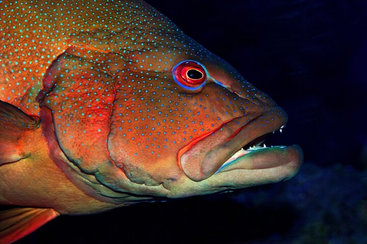 Night at the Aquarium Tour