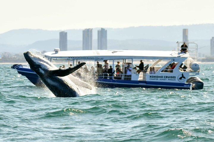 Gold Coast Whale Watching Cruise