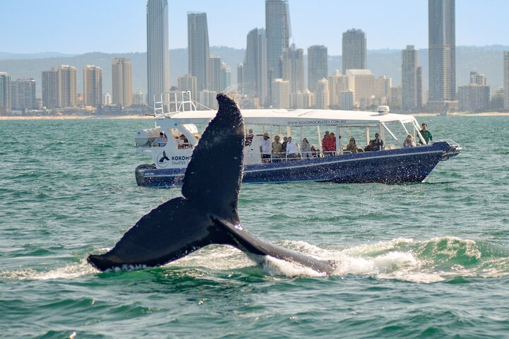 Gold Coast Whale Watching Cruise