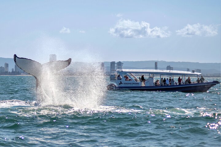 Gold Coast Whale Watching Cruise