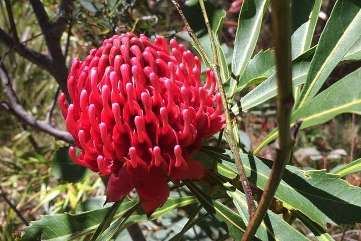 Blue Mountains Day Trip Including Parramatta River Cruise