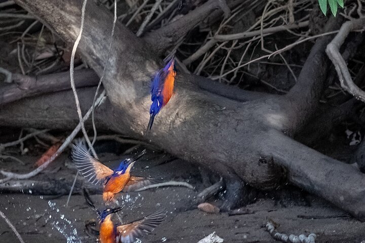 Amazing Daintree Waterfall Hike, Lunch, Swim and Crocodile Spotting Cruise