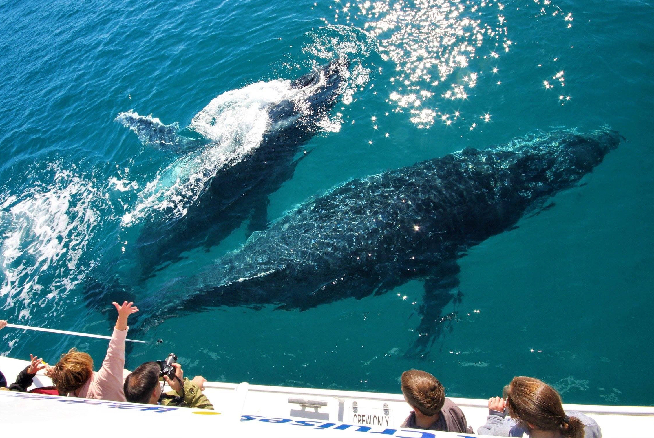 Whale Watch + K'gari Explorer Day Tour package