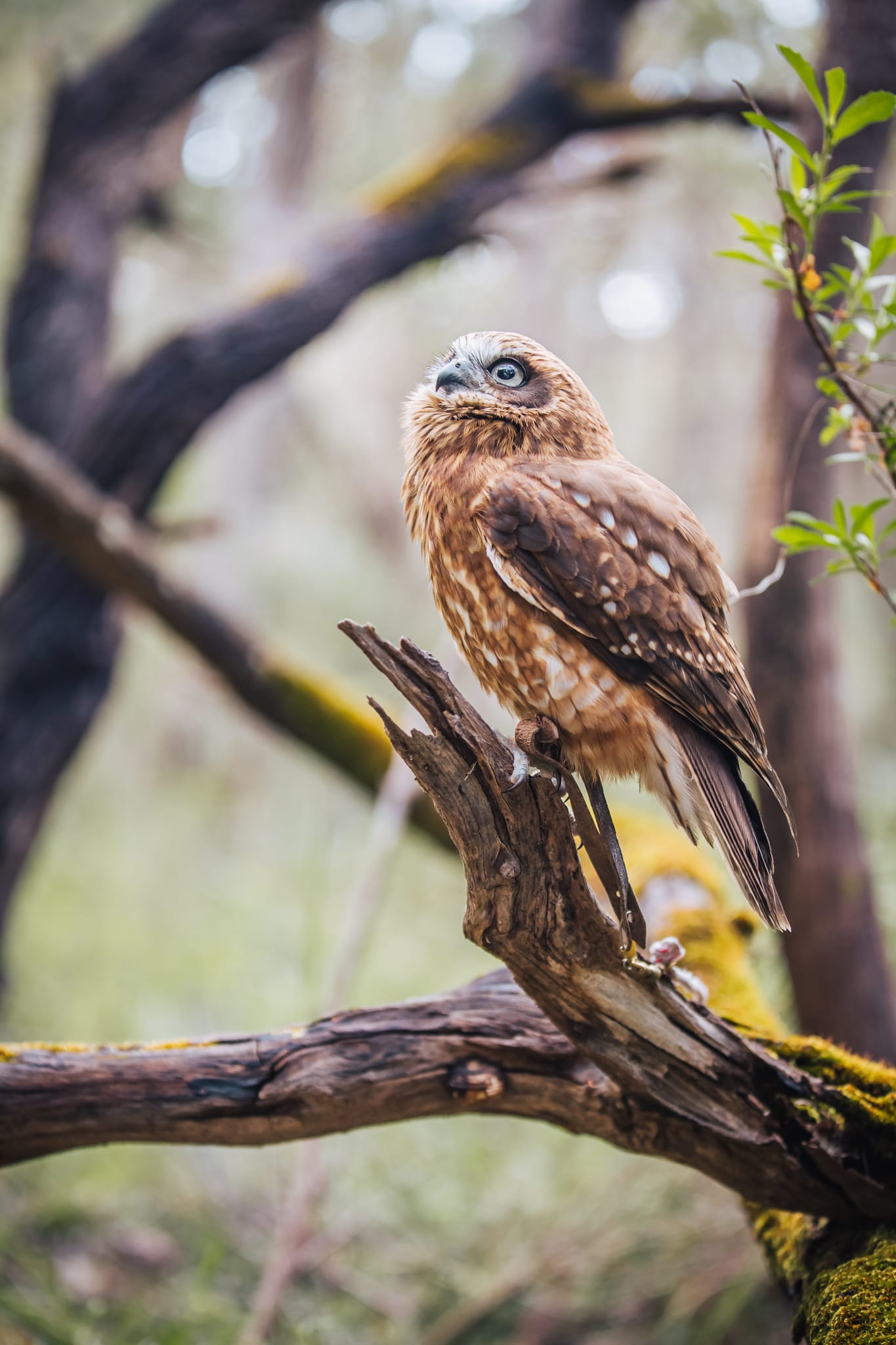 Eagles Heritage Encounters and Birds of Prey Forest Walk