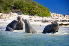 Dolphin Penguin & Sea lion Cruise – Wild Luxury Package for 2