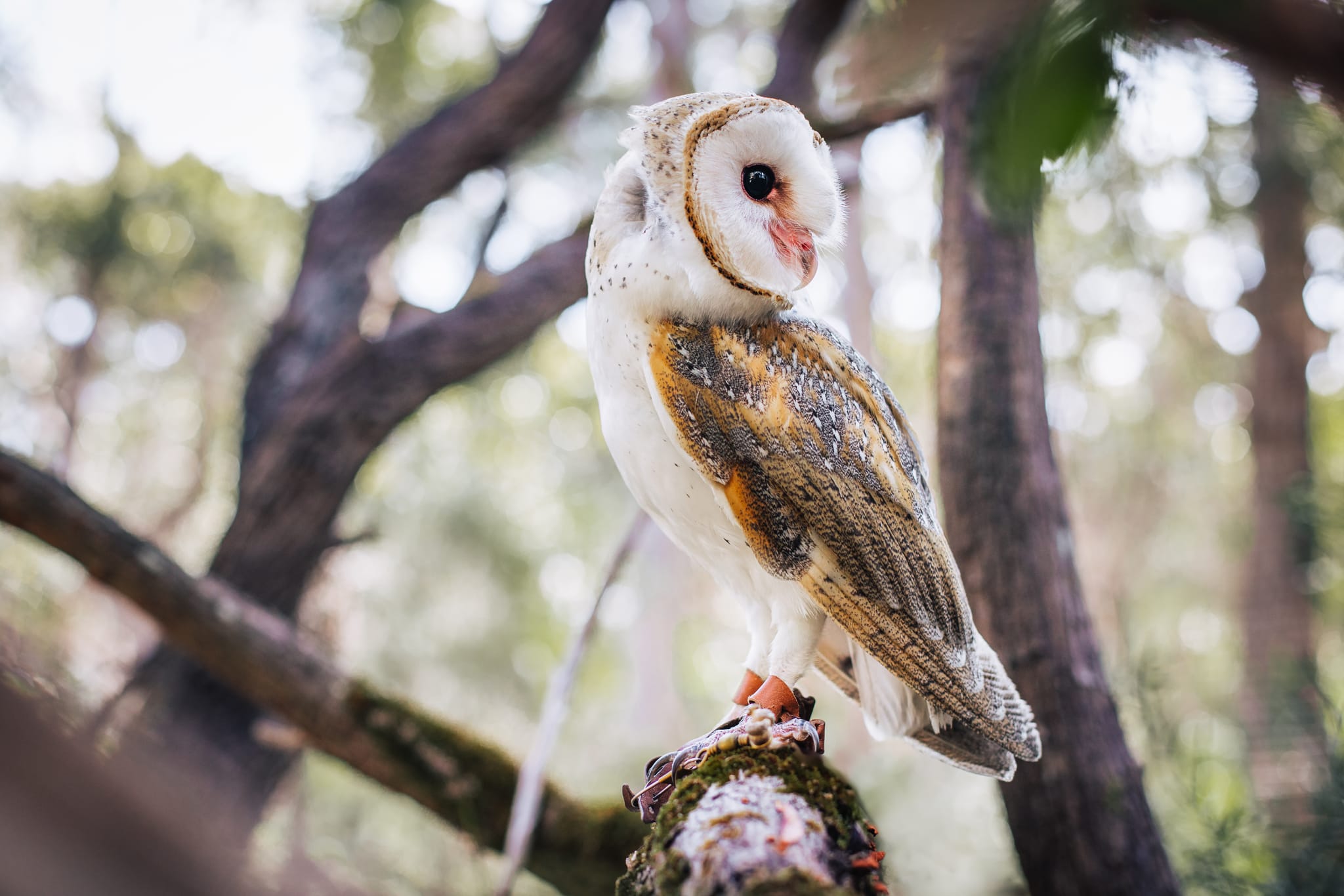 Bird of Prey Encounters and Forest Walk