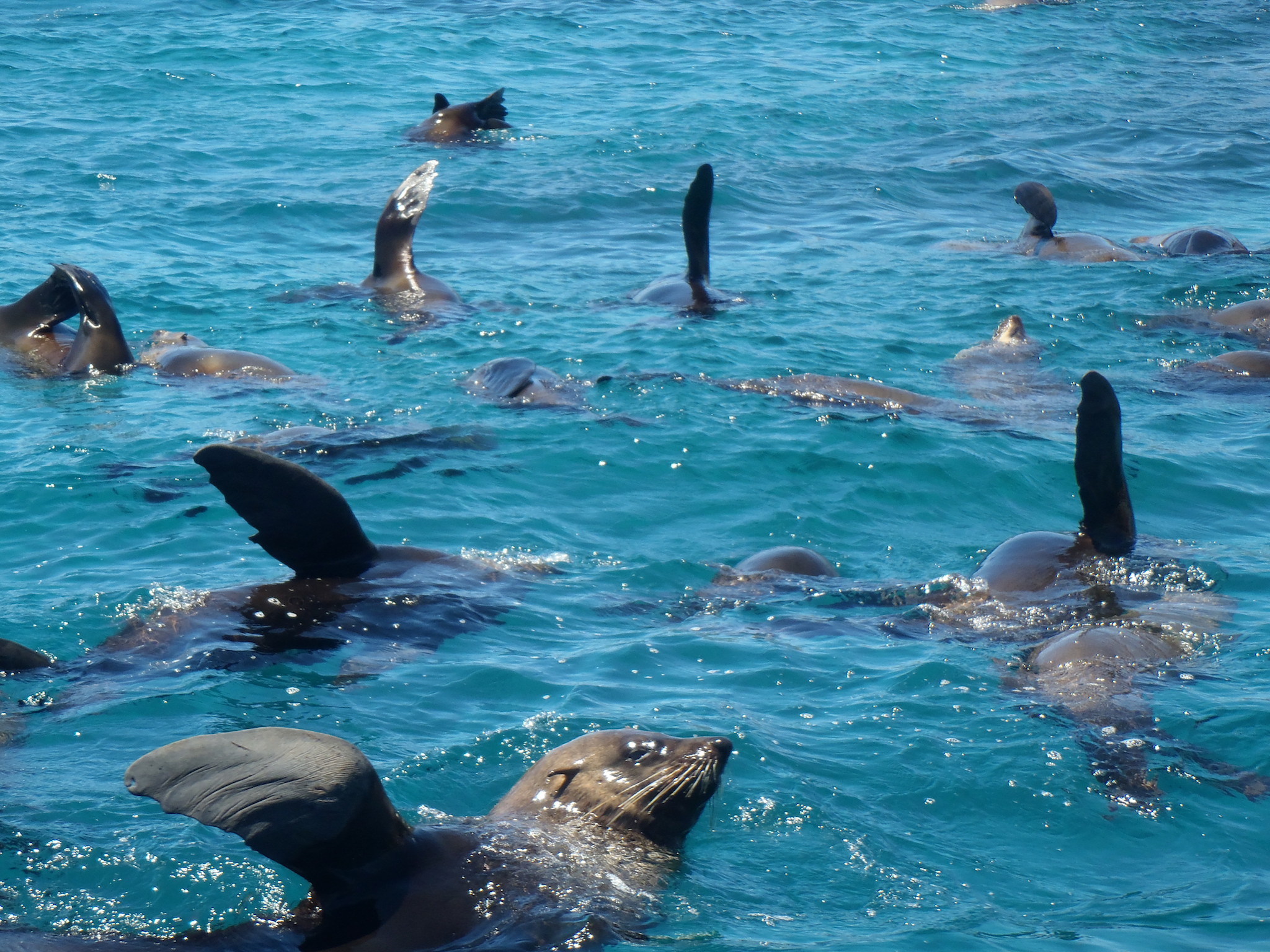 Snorkel with the Seals at Montague Island