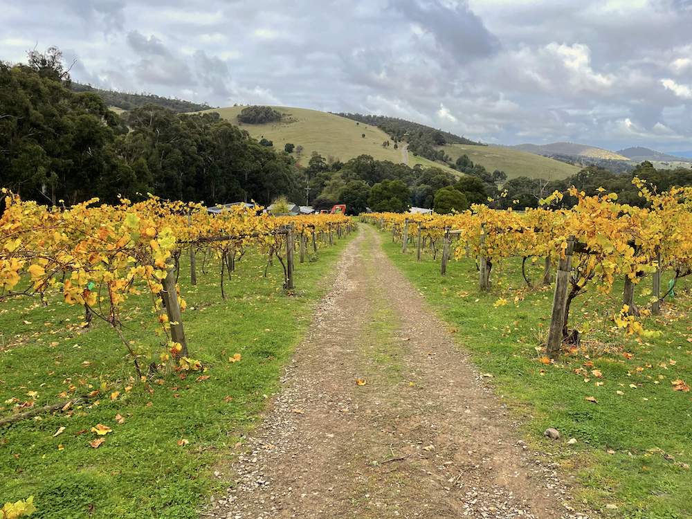 Yarra Valley Wine Tour - Full Day Public Tour