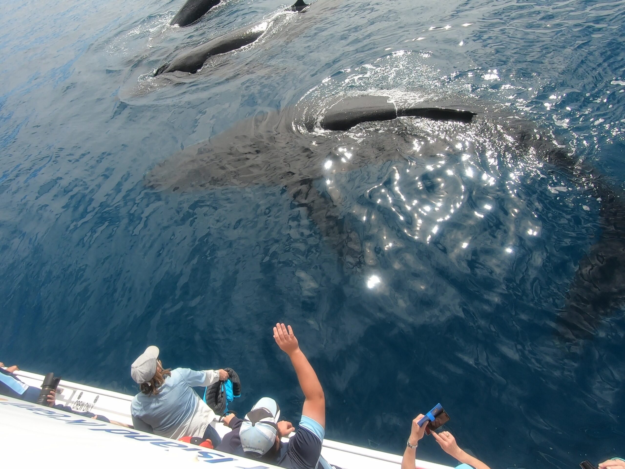 Whale Watch + K'gari Explorer Day Tour package