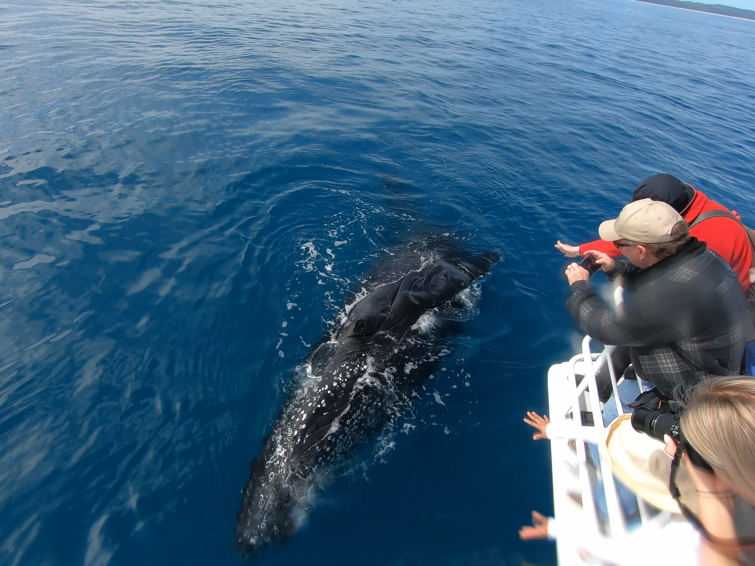 Whale Watch + K'gari Explorer Day Tour package