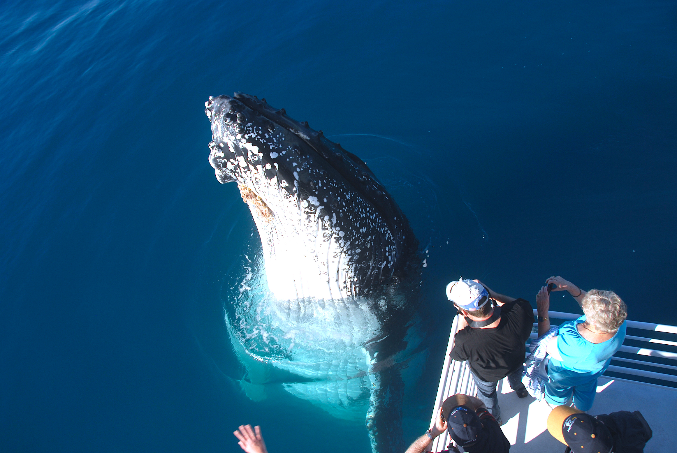 Whale Watch + K'gari Explorer Day Tour package