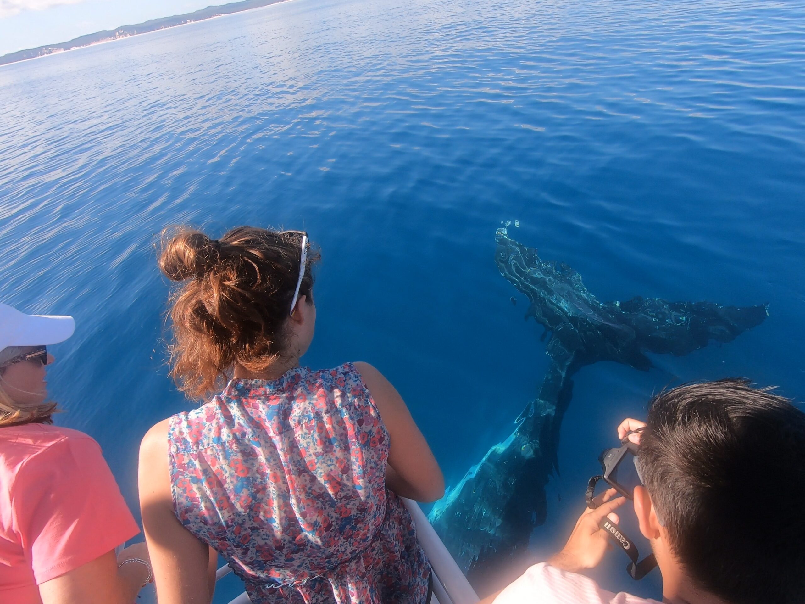 Whale Watch + K'gari Explorer Day Tour package