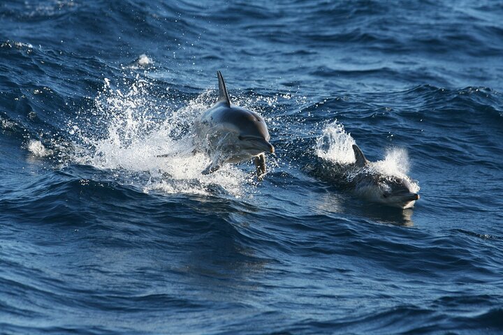 Jervis Bay Dolphin Watching + Hyams Beach Day Trip from Sydney