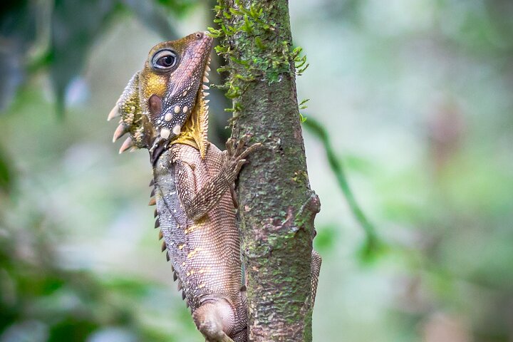 Amazing Daintree Waterfall Hike, Lunch, Swim and Crocodile Spotting Cruise